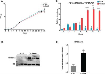 Effects of Hst3p inhibition in Candida albicans: a genome-wide H3K56 acetylation analysis